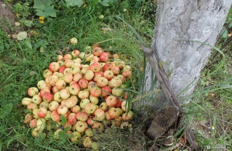 Яблоко – знакомый с детства фрукт.