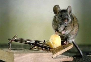 Какие службы помогают бороться с крысами в доме?