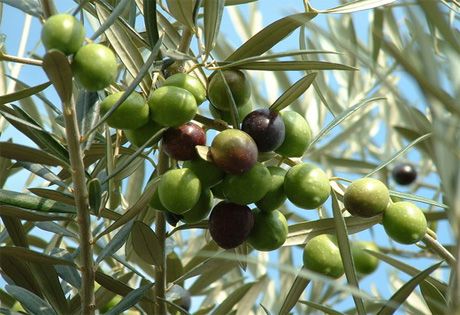 Признаки оливковой культуры
