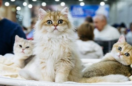 Международная выставка кошек «Spring Cat Show» состоится в Москве 2-3 марта 